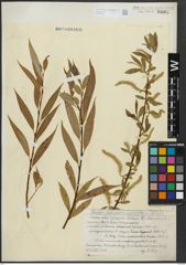Foto von Salix alba L. x Salix fragilis L.